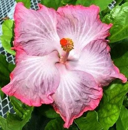Close-up of a pink and white hibiscus flower with green leaves.