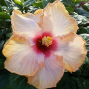 A pale peach hibiscus flower with a vibrant red center. A pale peach hibiscus flower with a vibrant red center.