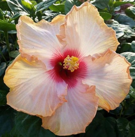 A pale peach hibiscus flower with a vibrant red center.