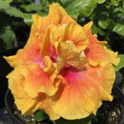 Vibrant orange hibiscus flower with pink accents in a lush green garden. Vibrant orange hibiscus flower with pink accents in a lush green garden.