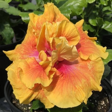 Vibrant orange hibiscus flower with pink accents in a lush green garden.