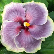 A vibrant purple flower with a yellow center and delicate petals. A vibrant purple flower with a yellow center and delicate petals.