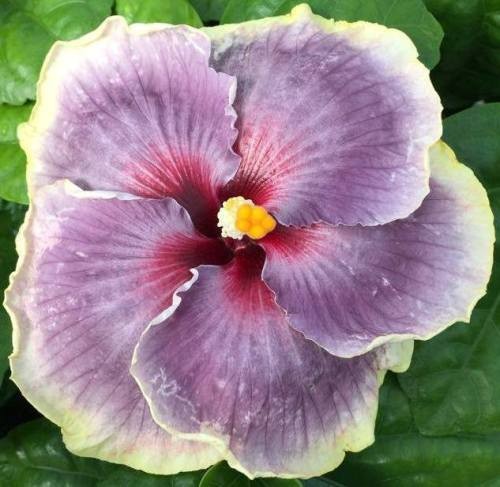 A vibrant purple flower with a yellow center and delicate petals.