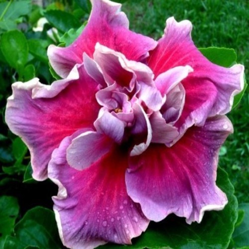 A vibrant pink double-petaled flower with ruffled edges.