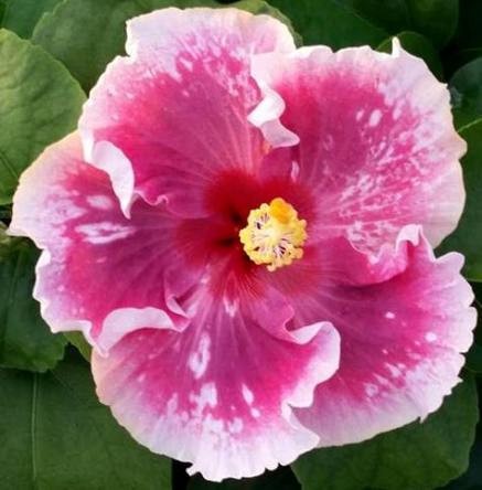 Close-up of a vibrant pink flower with a yellow center.
