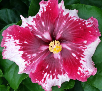 A vibrant pink and white hibiscus flower in full bloom.