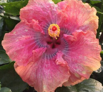 A vibrant pink hibiscus flower in full bloom with lush green leaves.
