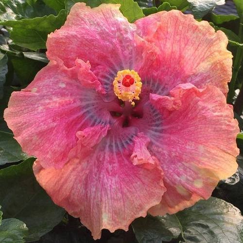 A vibrant pink hibiscus flower in full bloom with lush green leaves.