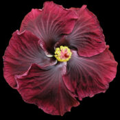Close-up of a deep red hibiscus flower with detailed petals. Close-up of a deep red hibiscus flower with detailed petals.