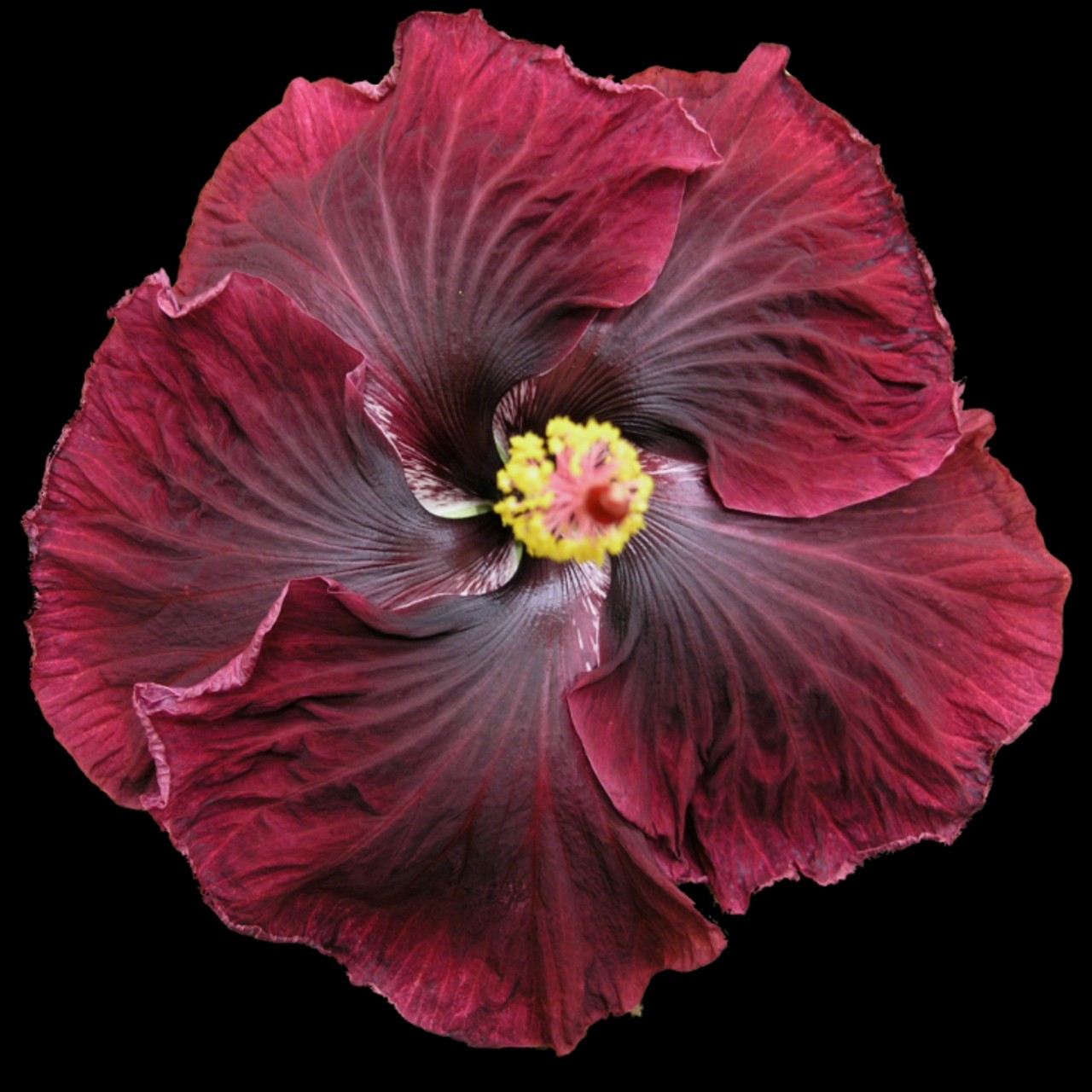 Close-up of a deep red hibiscus flower with detailed petals.