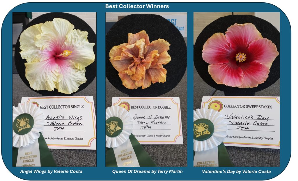 Three different hibiscus flower varieties displayed with labels.
