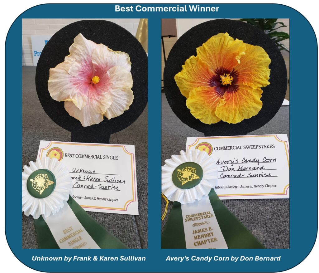 Two potted dahlia plants labeled 'Dahlia Cafe Au Lait' and 'Dahlia Penhill Dark Monarch'.