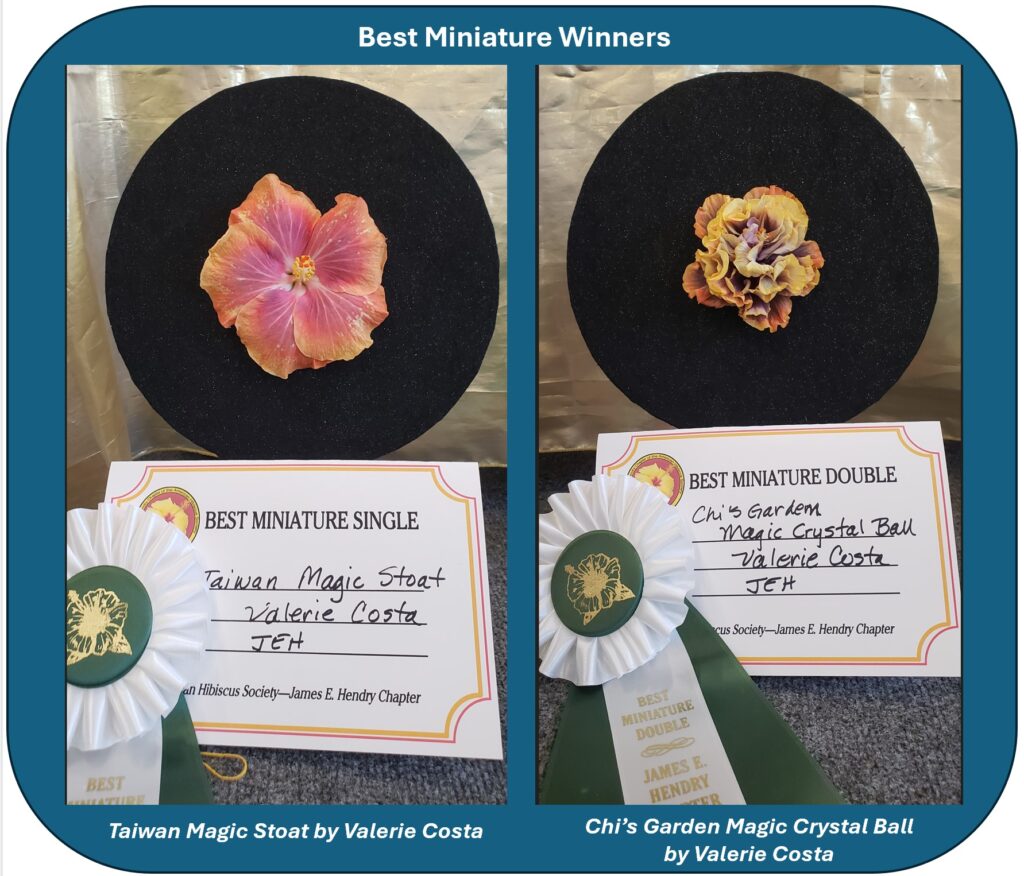 Two award-winning floral displays with pink and peach roses on black bases.