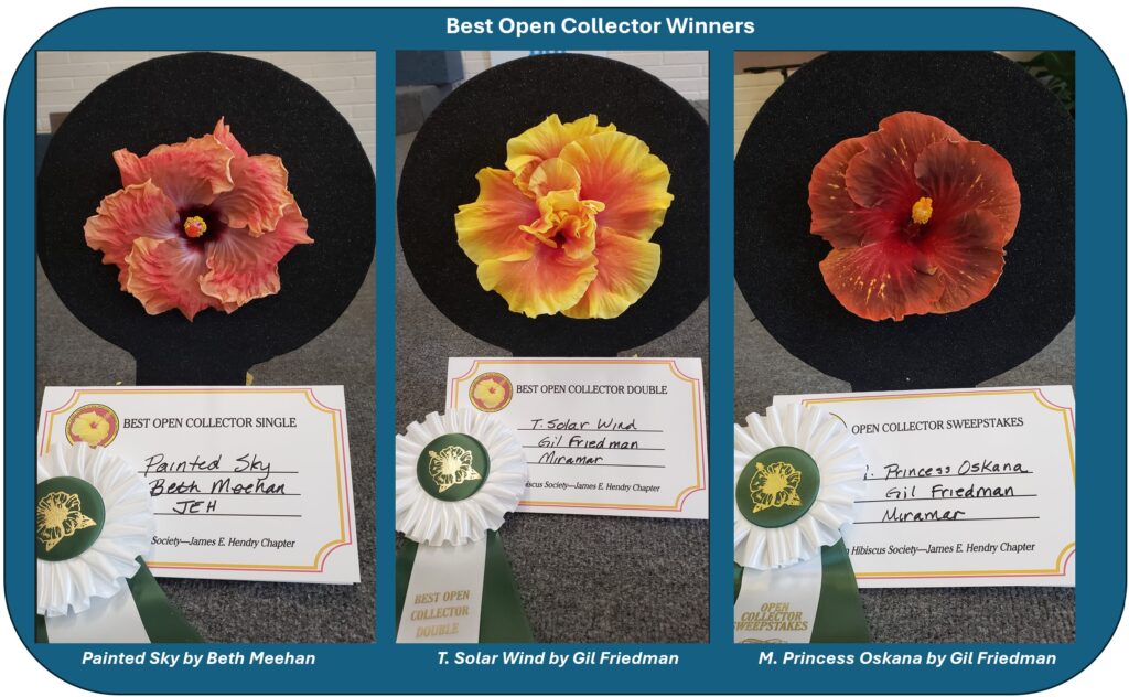 Three hibiscus flowers with their common and scientific names labeled.